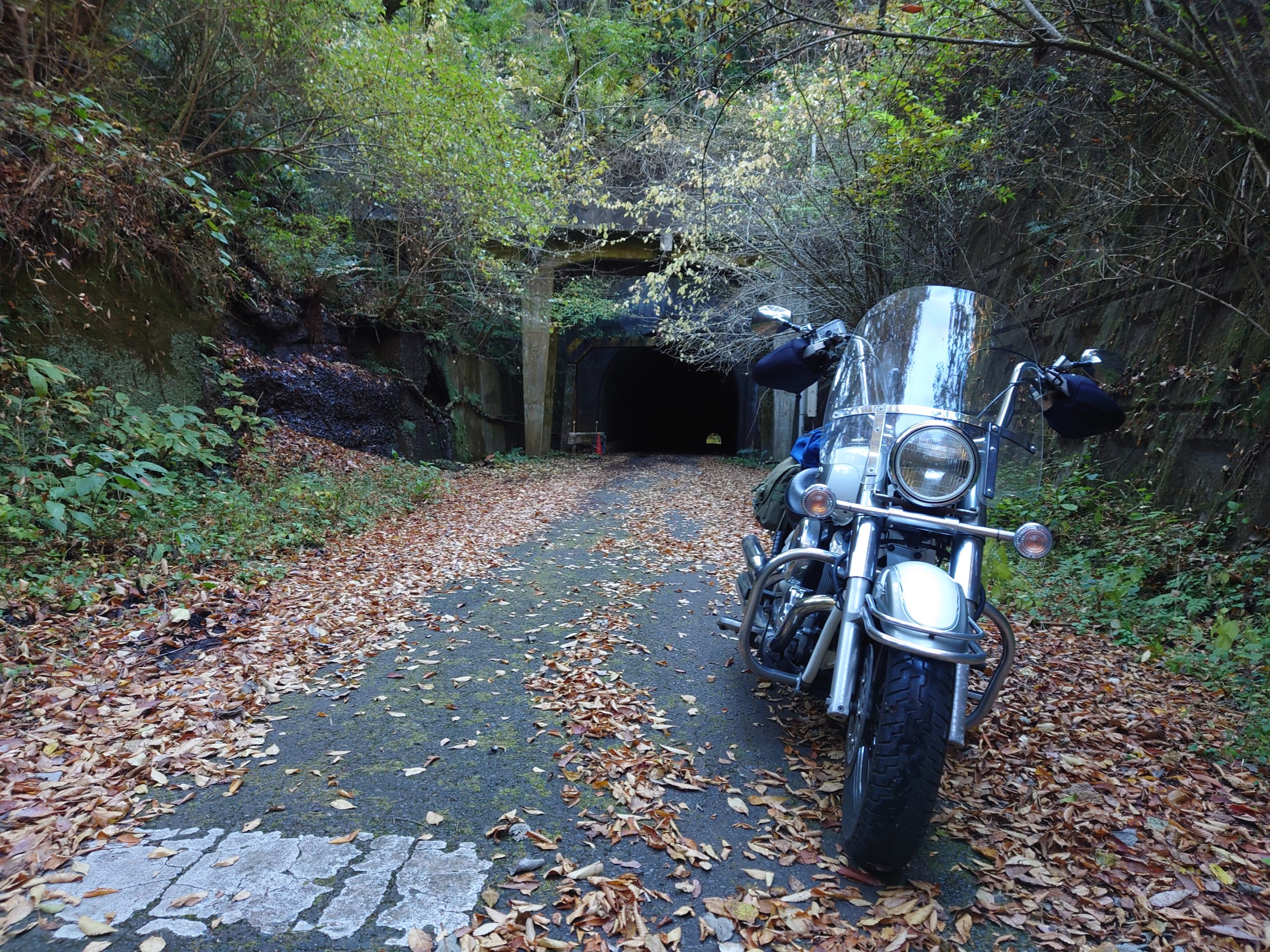 月居トンネル 落ち葉の絨毯